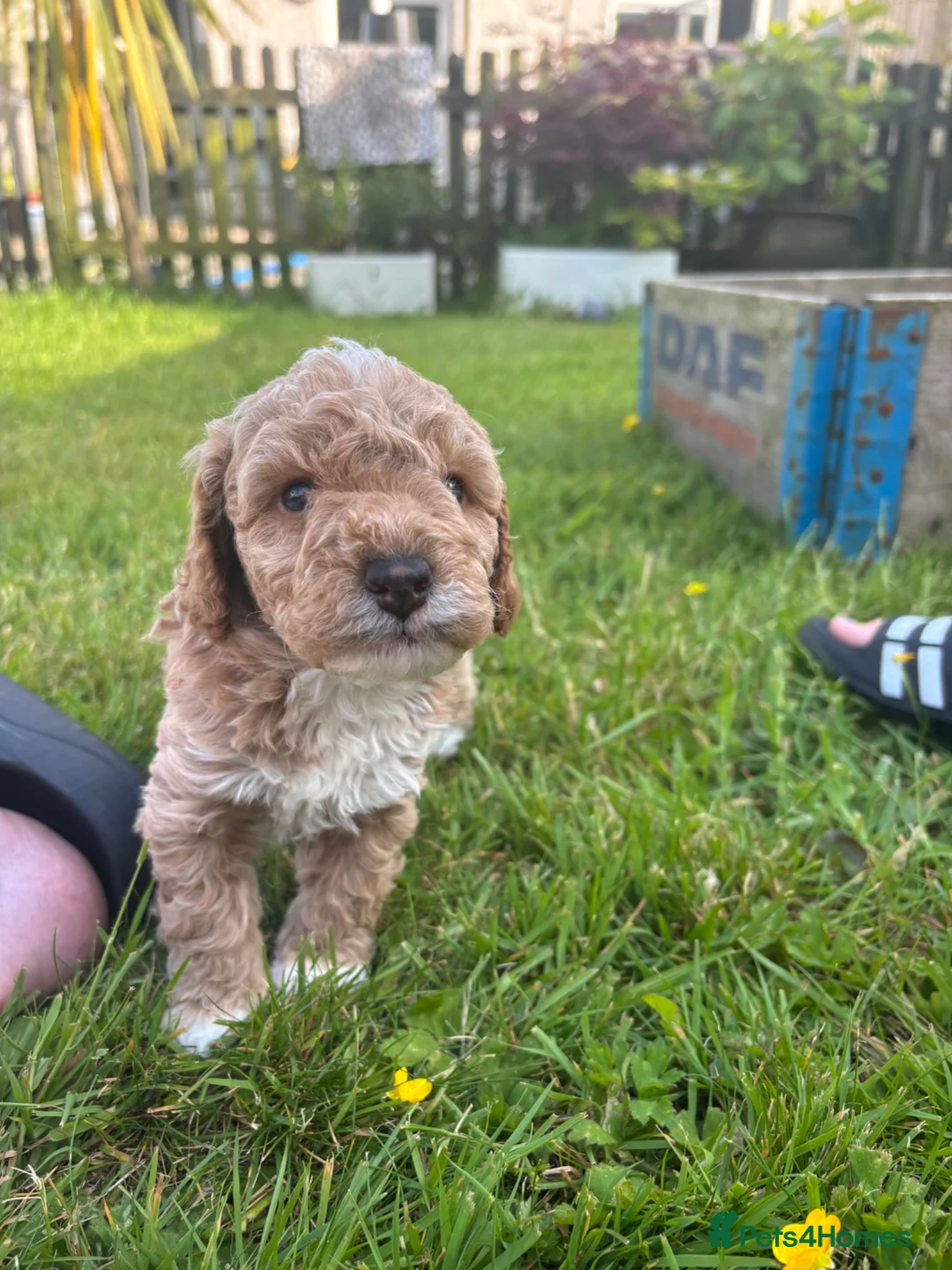 Mixed Breed dogs for sale: Adorable  cockapoo x Cavapoo puppies  - Advert 2