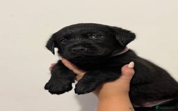 Labrador Retriever dogs for sale: Labrador Puppies available  - Image 4