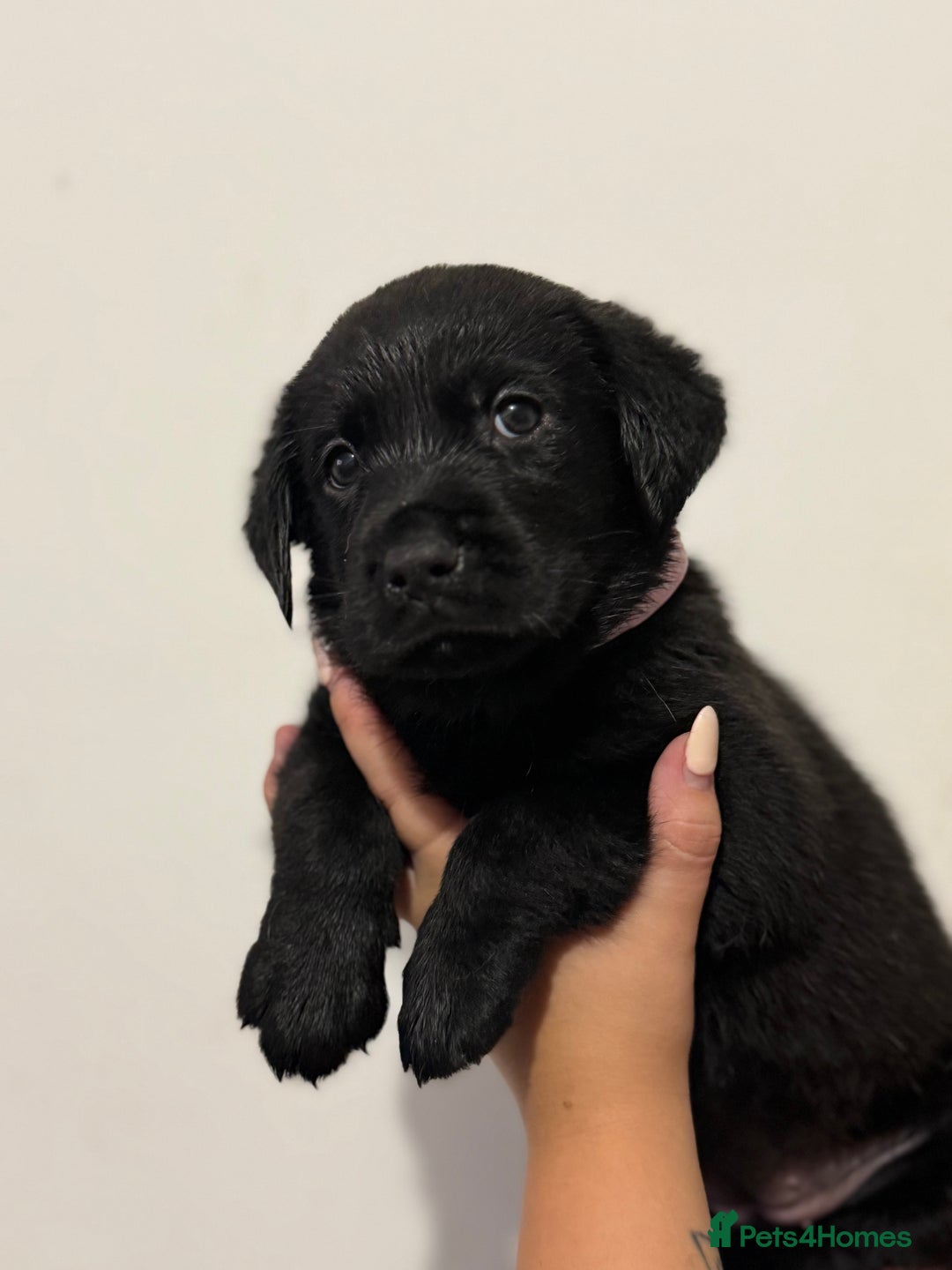 Labrador Retriever dogs for sale: Labrador Puppies available  - Image 4