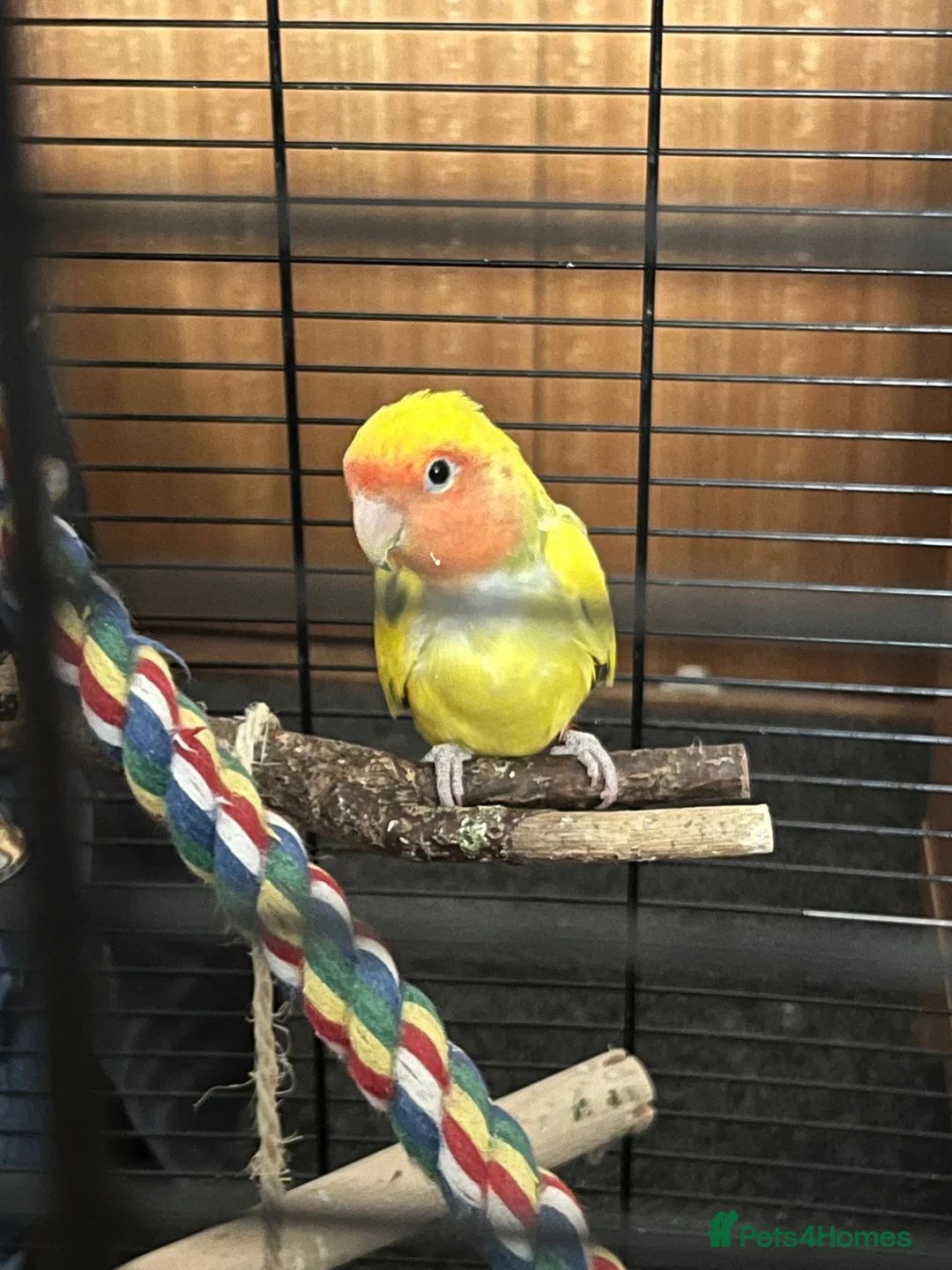 Lovebirds birds for sale: Bonded pair of lovebirds  - Advert 4