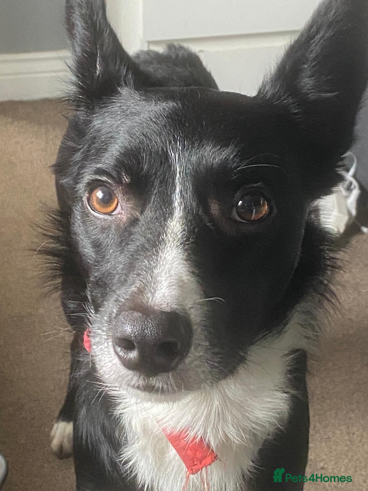 Border Collie dogs 17 month old Border Collie - Buck - Advert 1