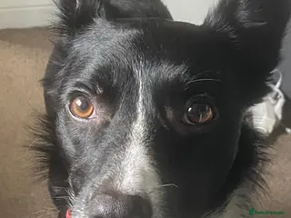 Border Collie dogs 17 month old Border Collie - Buck - Advert 1