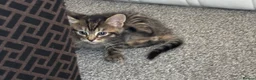 Mixed Breed cats for sale: Kittens for sale  - Advert 3
