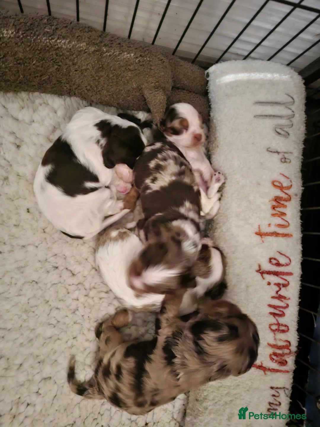 Cockalier dogs for sale: Health tested parents 5⭐️ breeder - Advert 2