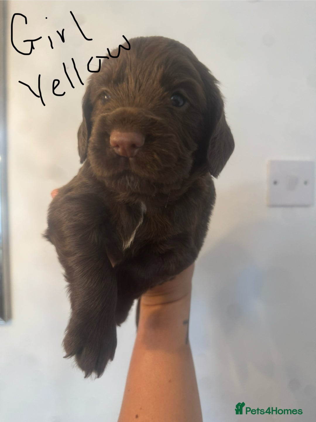 Cocker Spaniel dogs for sale: Cocker Spaniel Puppies - Image 8