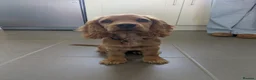 Cocker Spaniel dogs for stud: 🐾 Proven Cocker Spaniel Stud Available 🐾 in Halesworth - Advert 3