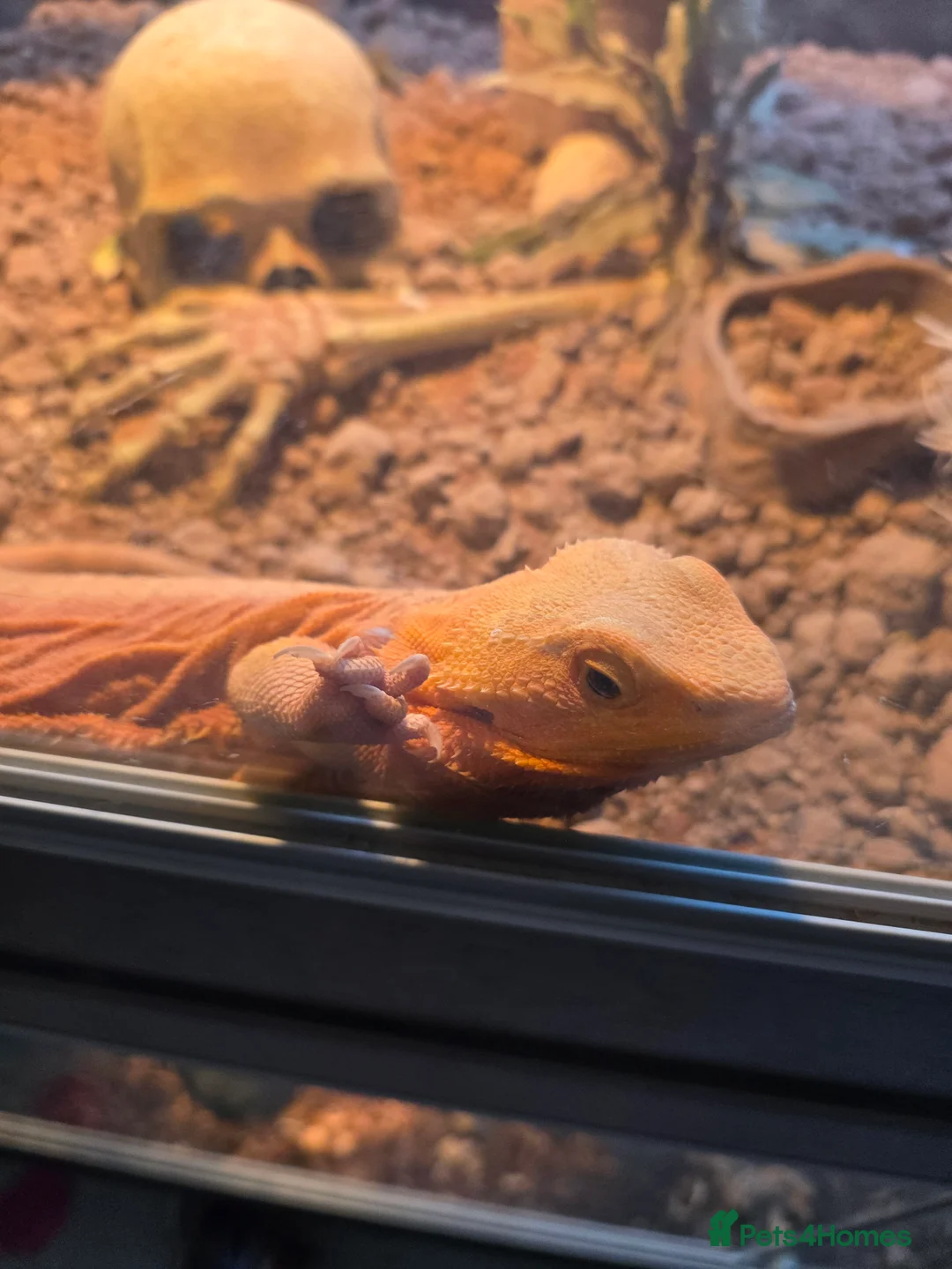 Bearded Dragon reptiles for sale: Male bearded Dragon - Advert 3