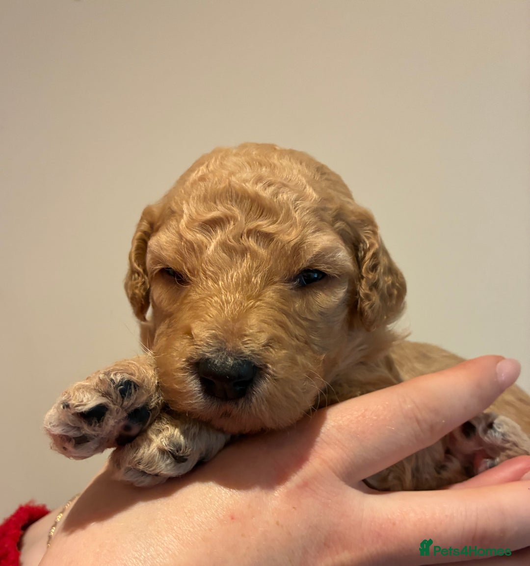 Standard Poodle dogs for sale: Beautiful KC Registered Standard Poodle Puppies - Image 20