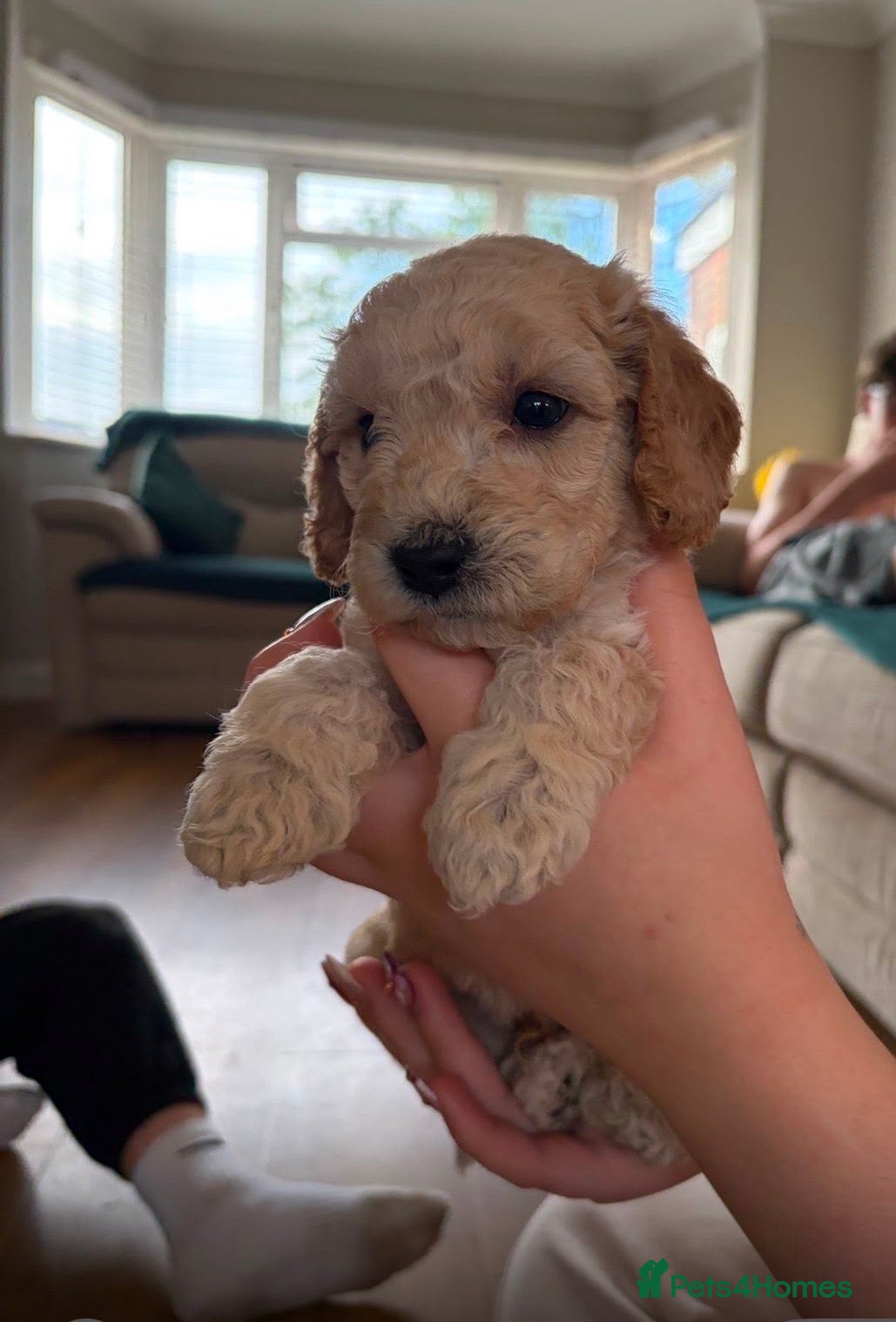 Cockapoo dogs F1B Miniature Cockapoos  - Advert 1