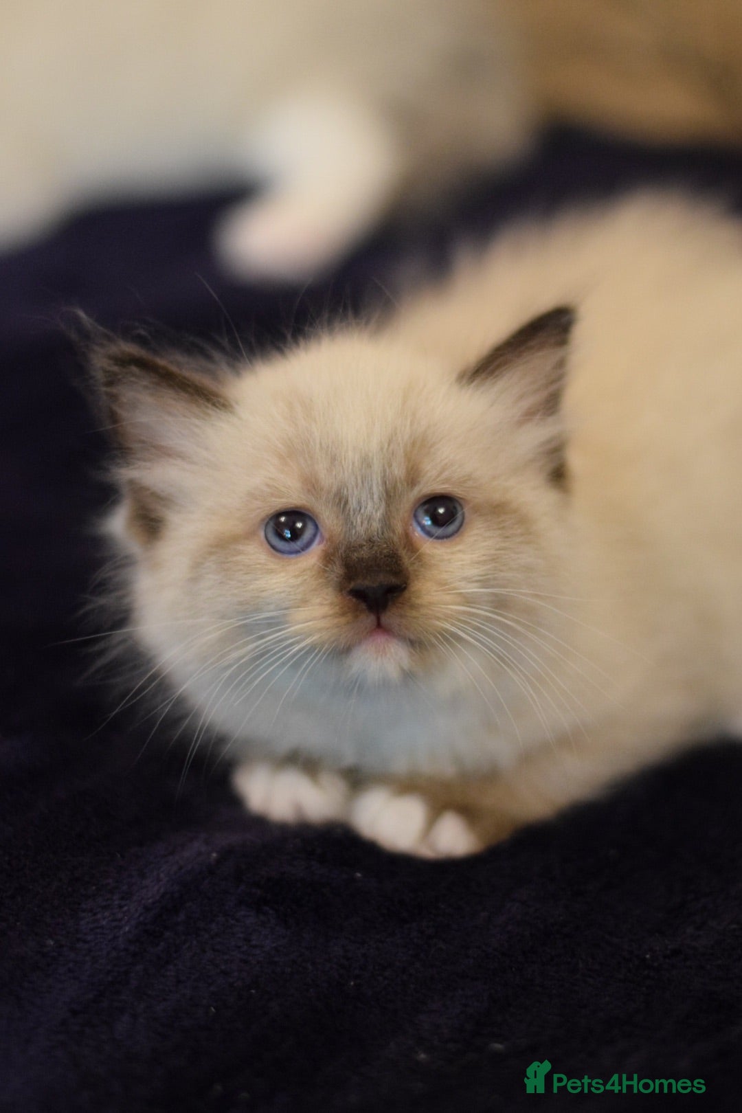 Ragdoll cats Ready Now Chunky Ragdoll kittens  - Advert 2