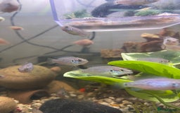 Other/Mixed Breed fish for sale: Jewel cichlid 🐠  - Image 3