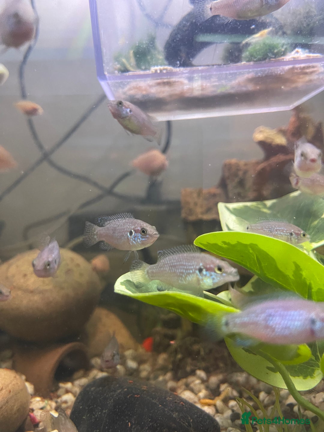 Other/Mixed Breed fish for sale: Jewel cichlid 🐠  - Image 3