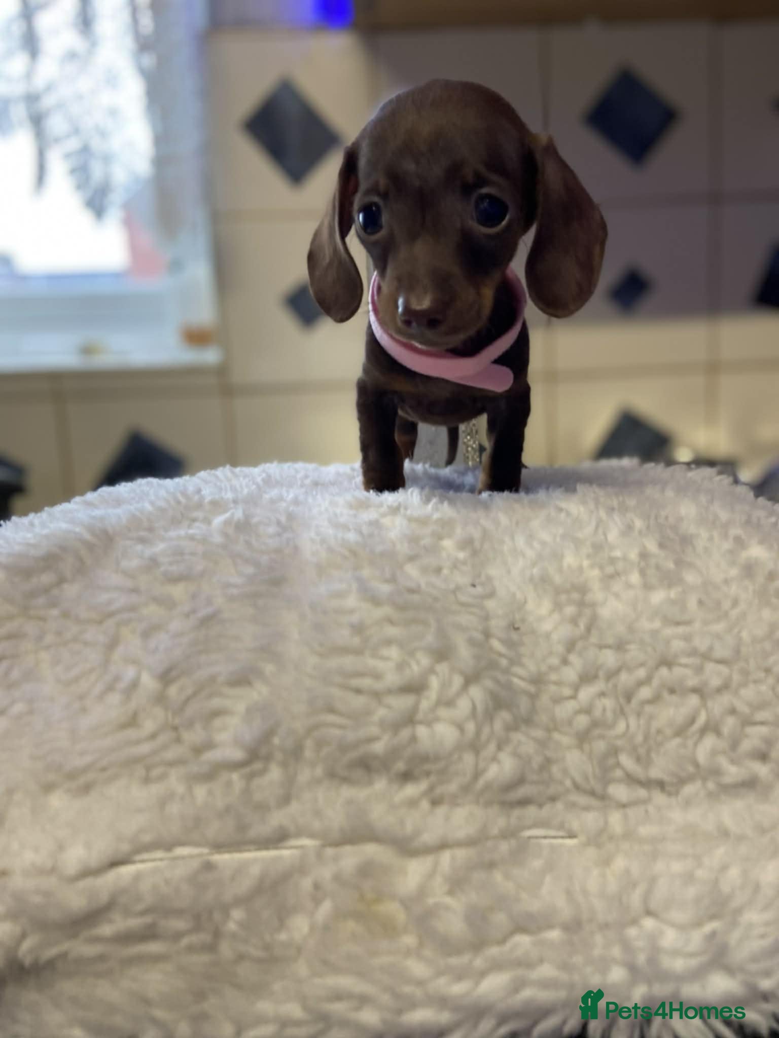Miniature Dachshund dogs 🐕1 last girl - Advert 11