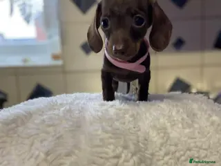 Miniature Dachshund dogs 🐕1 last girl - Advert 11