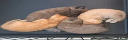 Mixed Breed cats for sale: 🐱 2 male kittens looking for new home 🐱  - Advert 4