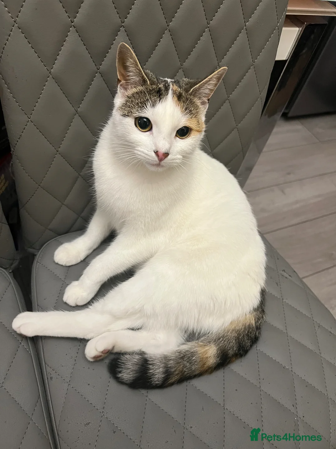 Turkish Van cats for sale: Kittens for sale  - Advert 6