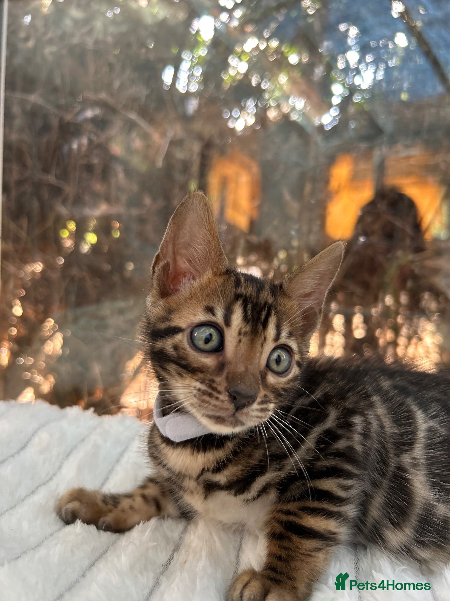 Bengal cats Pure Bengal Kittens ❤️ready for their new home 🏡  - Advert 2