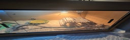 Bearded Dragon reptiles for sale: Buddy the bearded dragon  - Advert 5