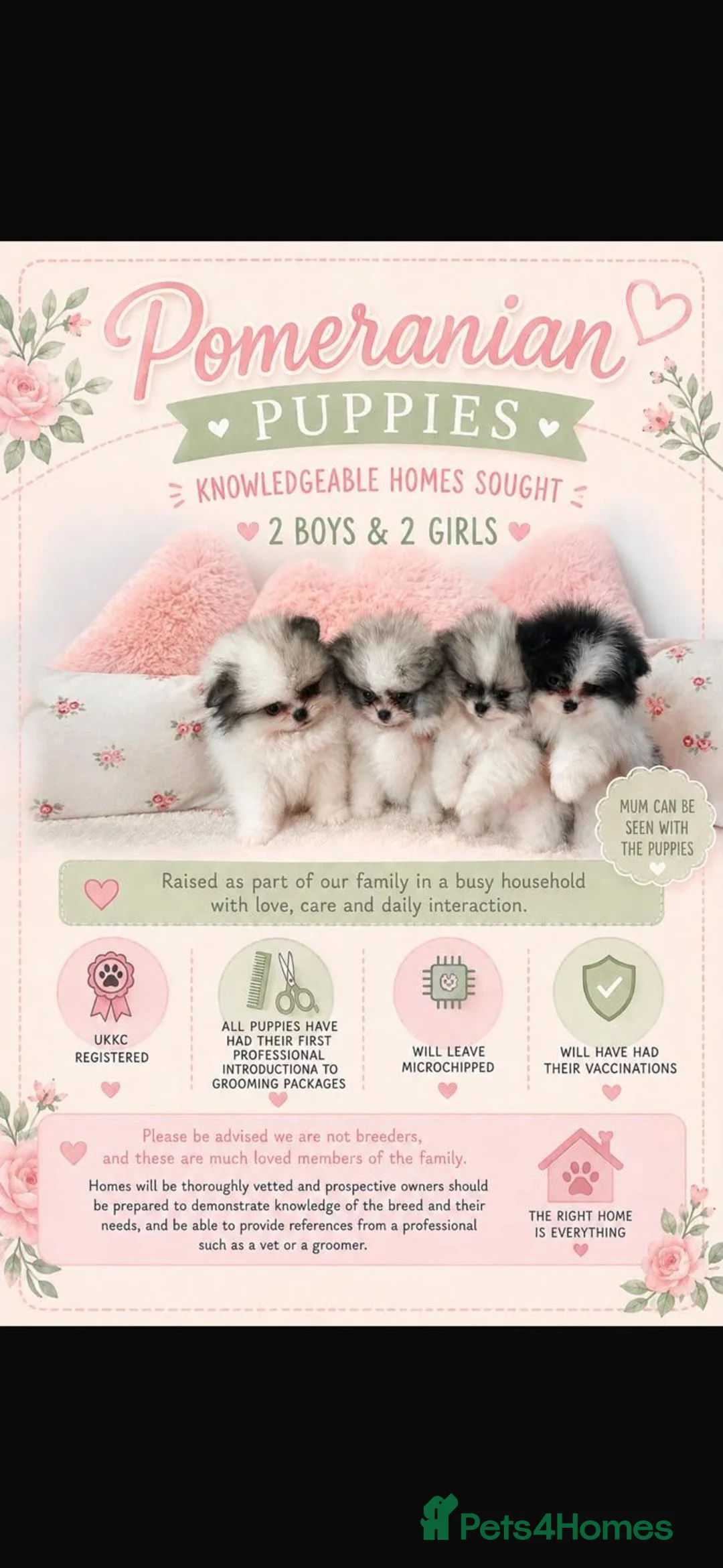 Pomeranian dogs for sale: KC registered Pomeranian Puppies for sale  - Advert 1
