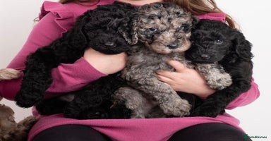 Labradoodle dogs in Harlow - Advert 14