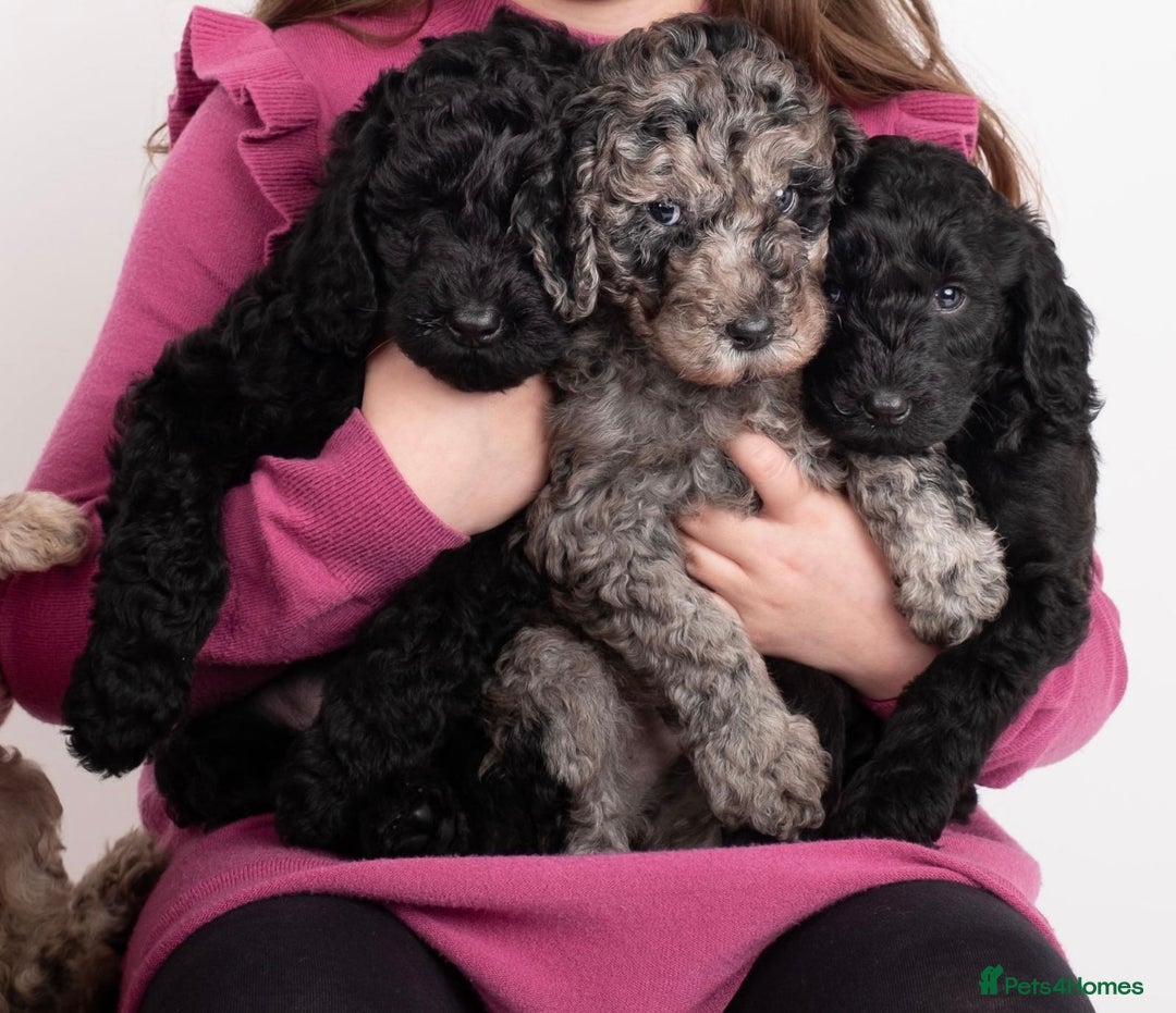 Labradoodle dogs for sale: 🌈POTENTIAL THERAPY/ASSISTANCE PUPS🌈LAST GIRL💜 in Harlow - Image 3