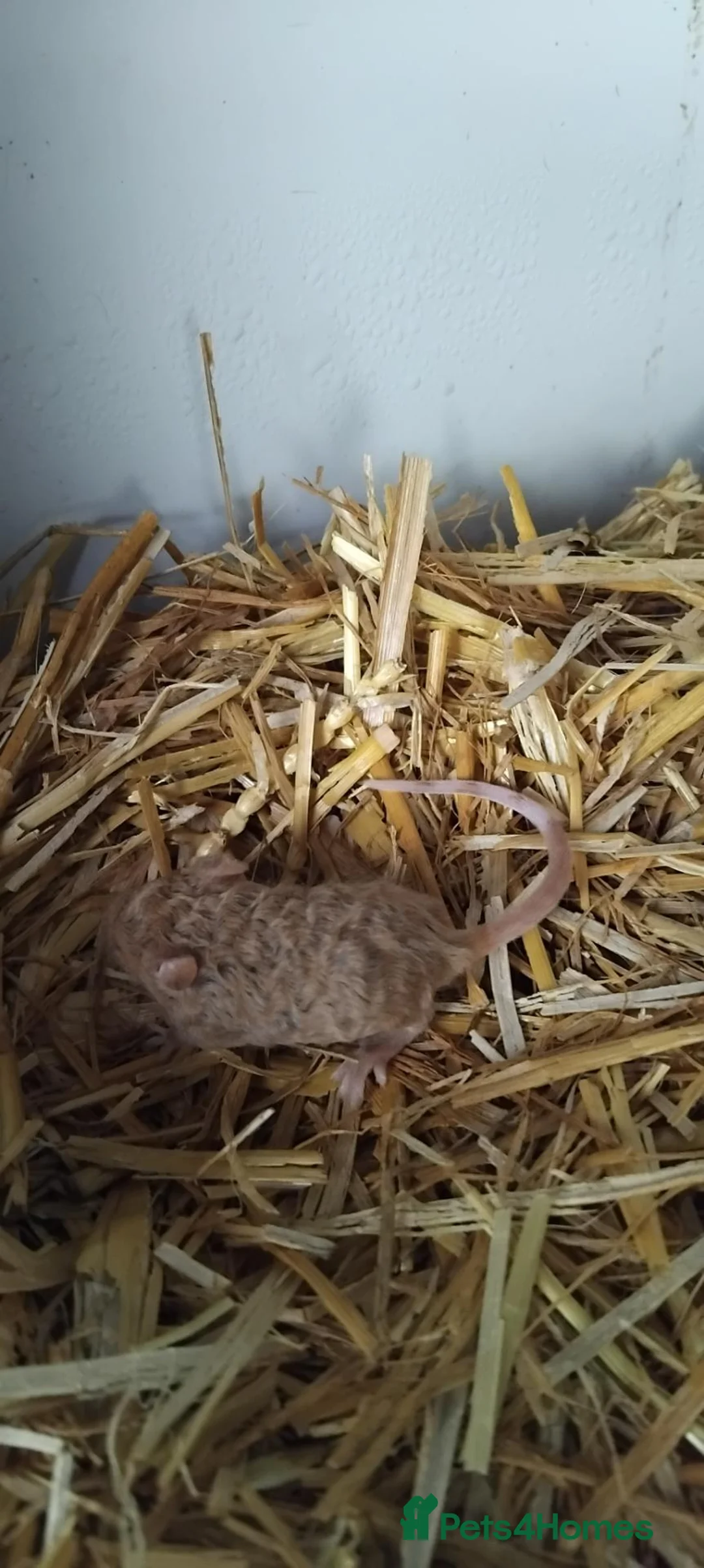 Mouse rodents for sale: Fancy mice - Advert 3