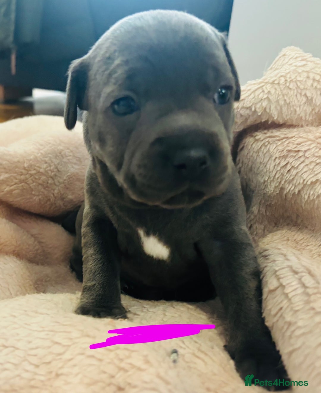 Staffordshire Bull Terrier dogs for sale: KC Registered Blue Staffordshire bull terrier - Image 27