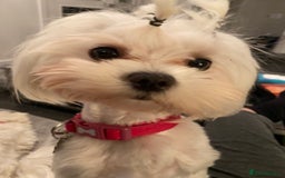Maltese dogs for sale: KC Reg Korean Maltese girls - Image 7