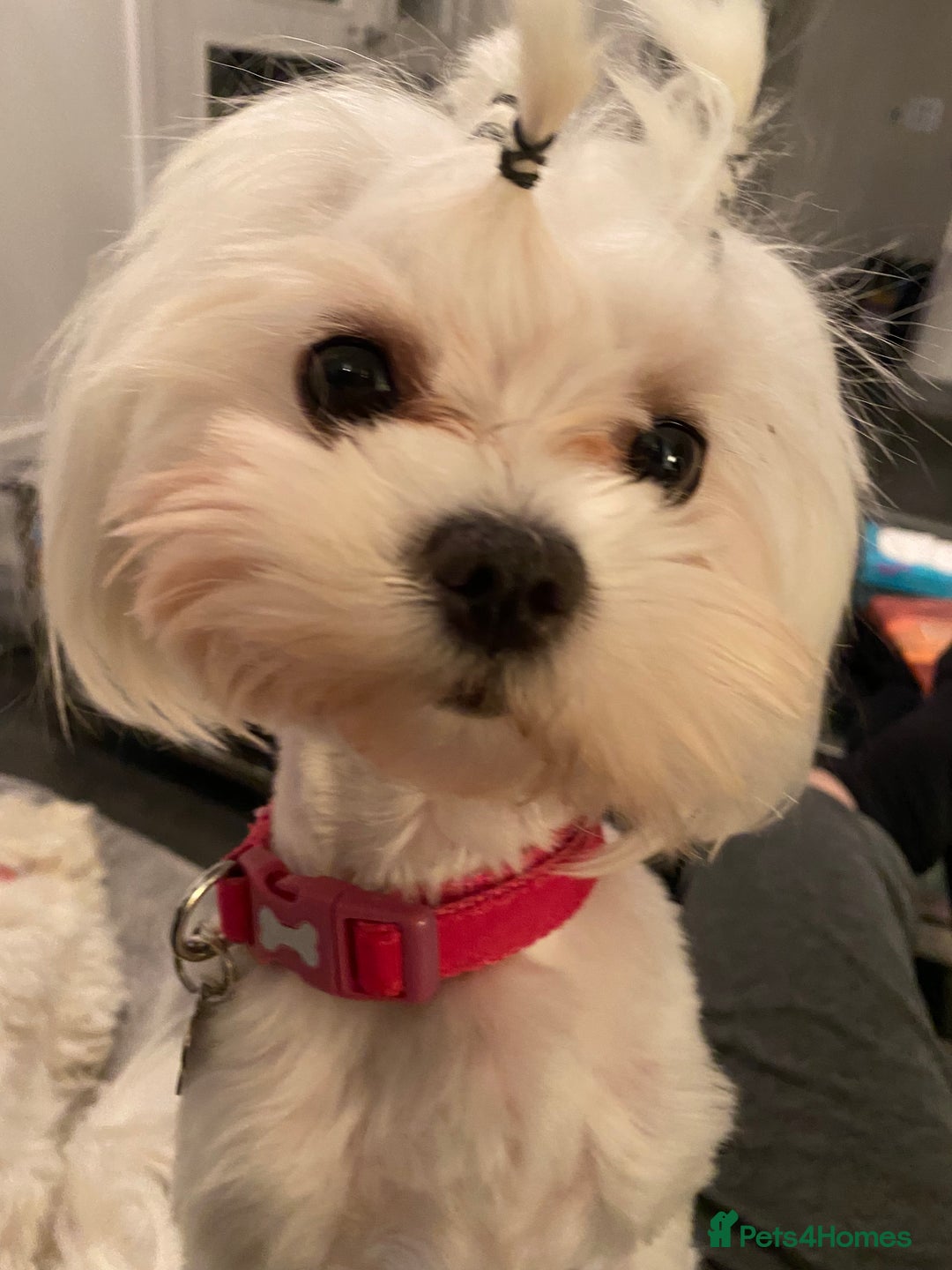 Maltese dogs for sale: KC Reg Korean Maltese girls - Image 7