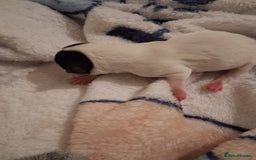 Chihuahua dogs for sale: chihuahuas puppies for sale - Image 4