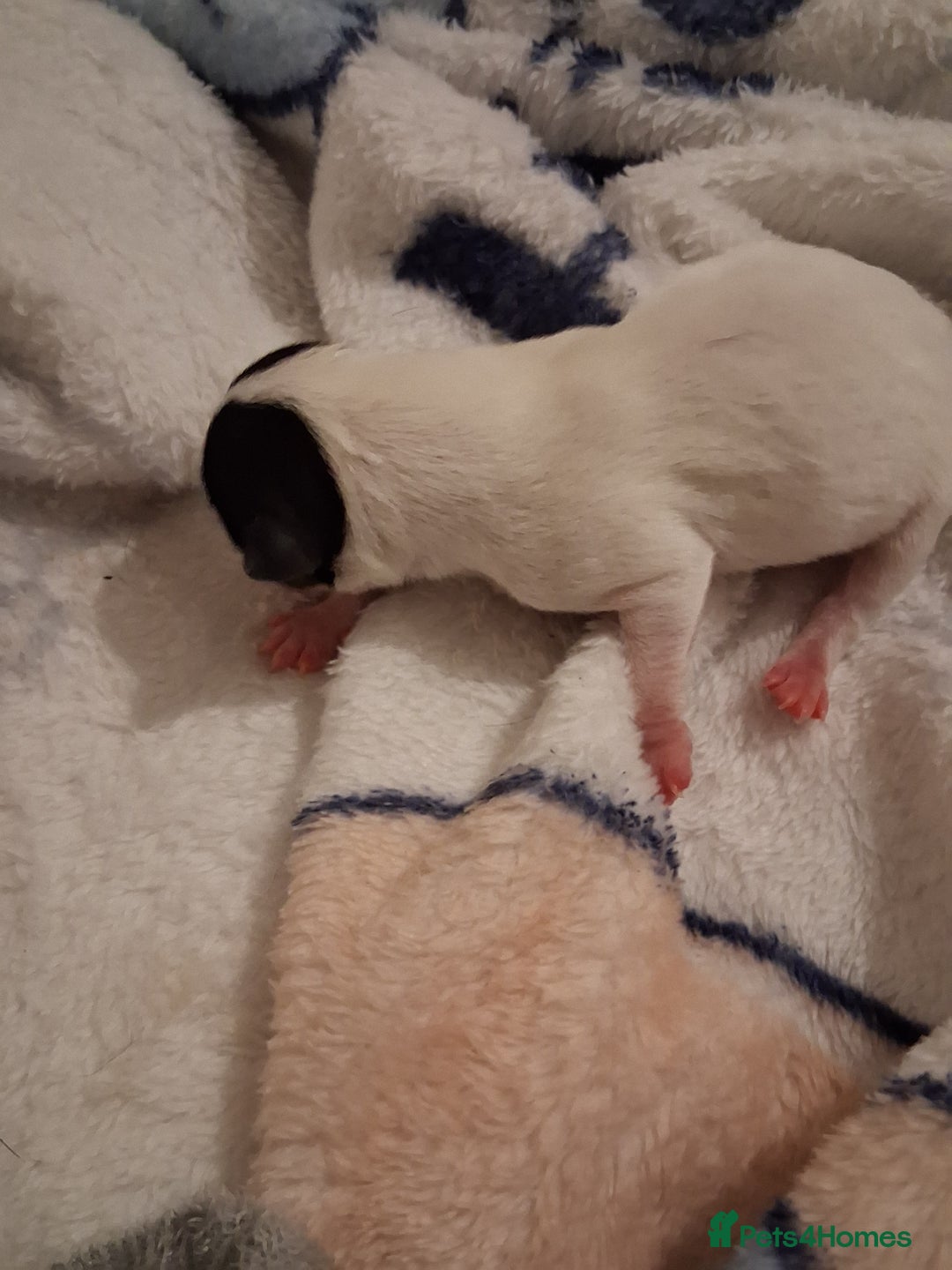 Chihuahua dogs for sale: chihuahuas puppies for sale - Image 4