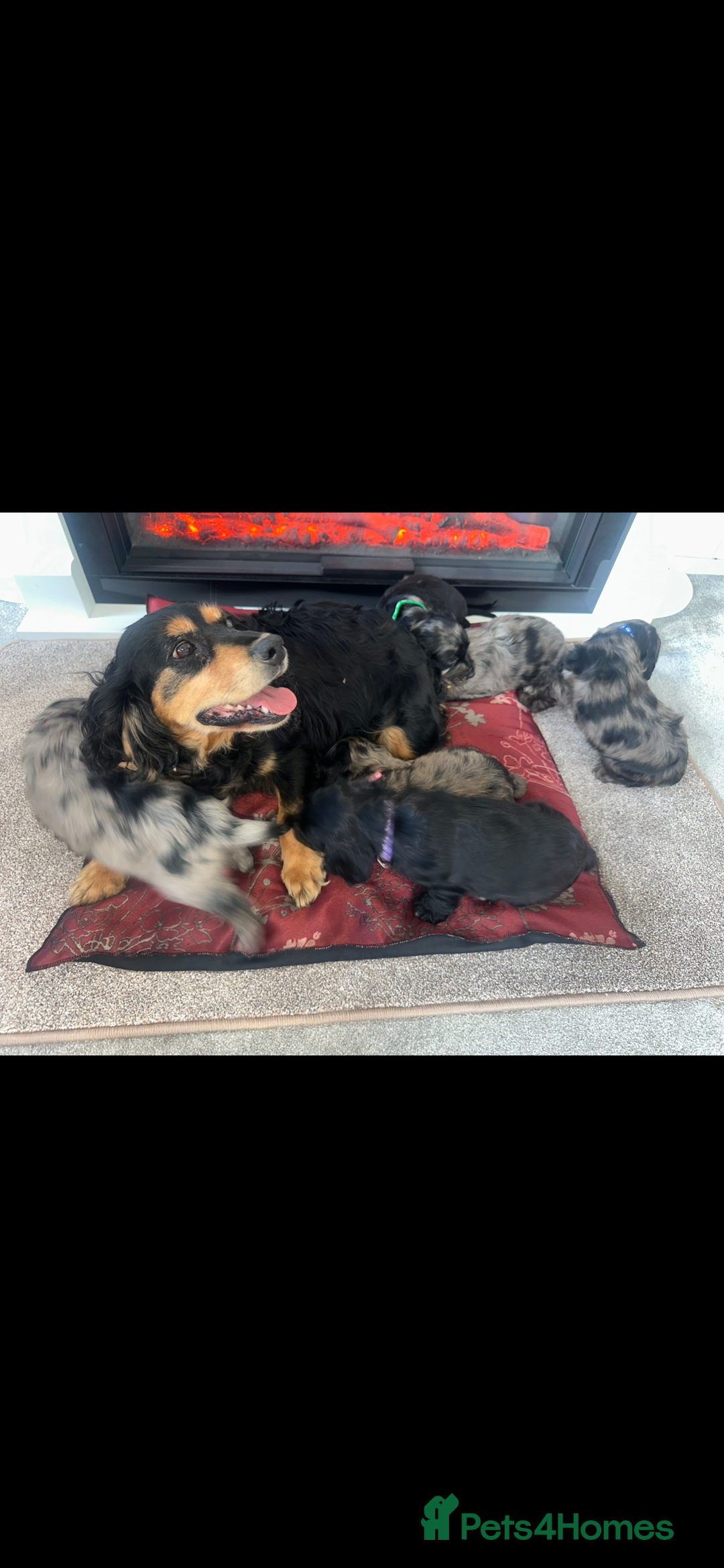 Cocker Spaniel dogs for sale: Show Cocker Spaniels Puppies For Sale - Image 7