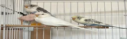 Budgerigars birds for sale: Baby Budgies - Advert 2