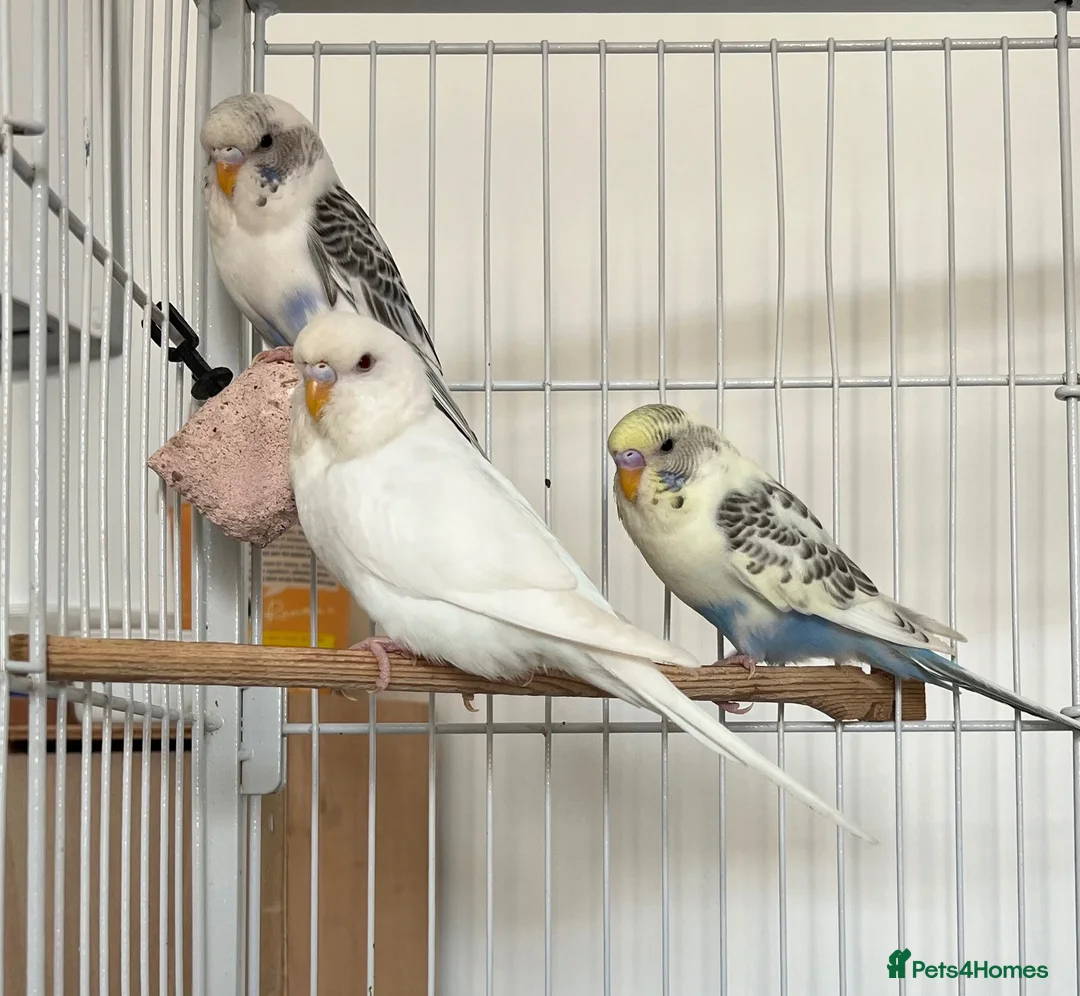 Budgerigars birds for sale: Baby Budgies - Advert 2
