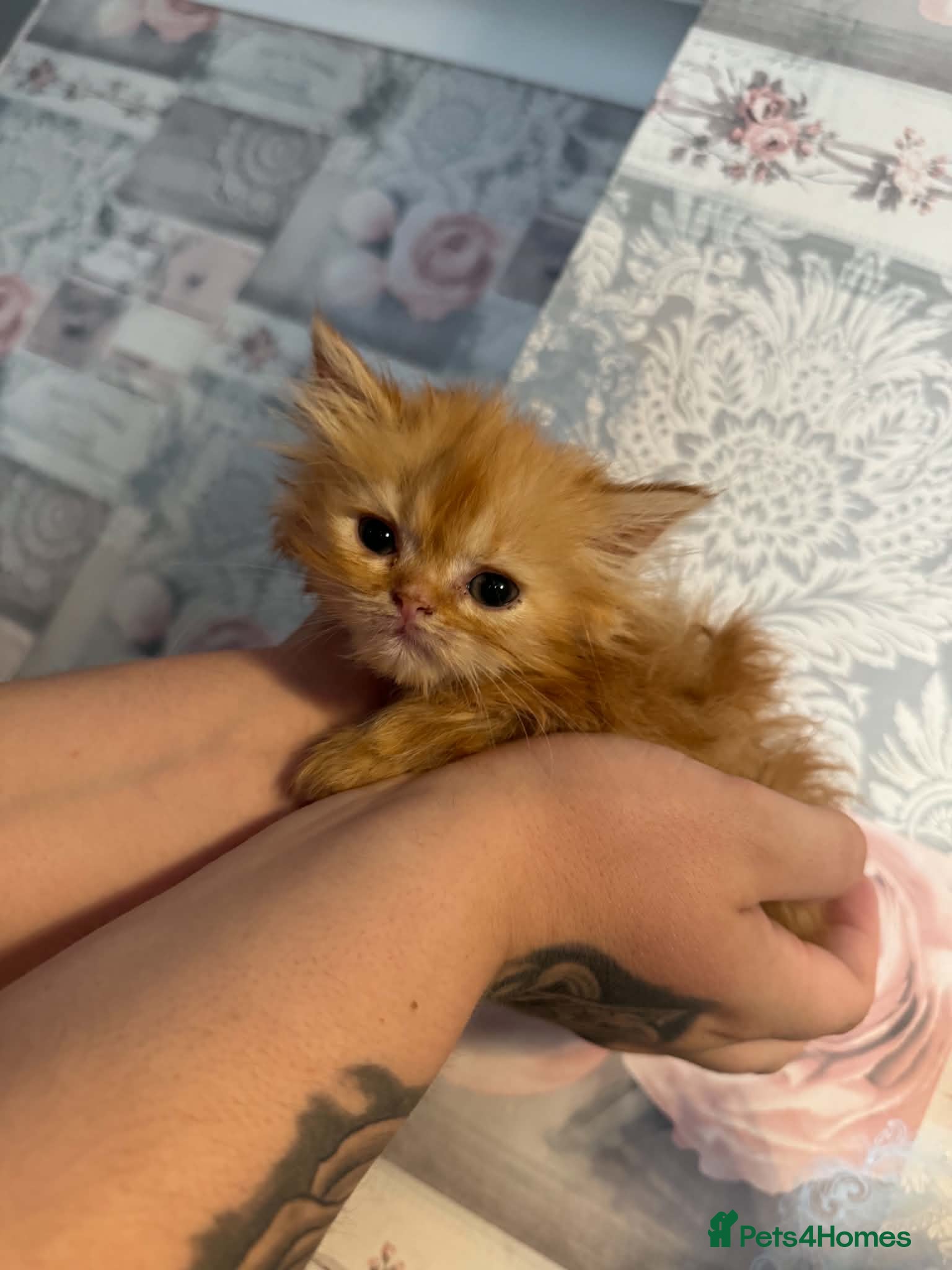 Persian cats GOLDEN SHADED GIRL LEFT  🌸🌷💐🌹🌼 - Advert 2
