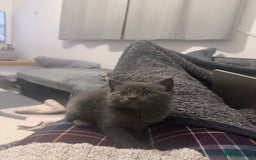 British Longhair cats for sale: 🐾 British Longhair Kitten – Boy 💙 - Image 5