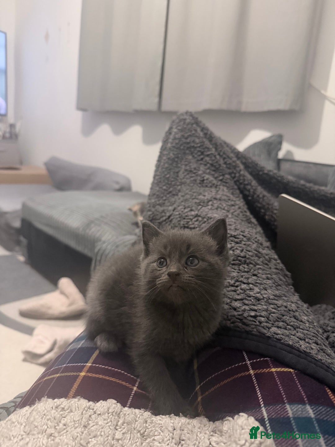 British Longhair cats for sale: 🐾 British Longhair Kitten – Boy 💙 - Image 5