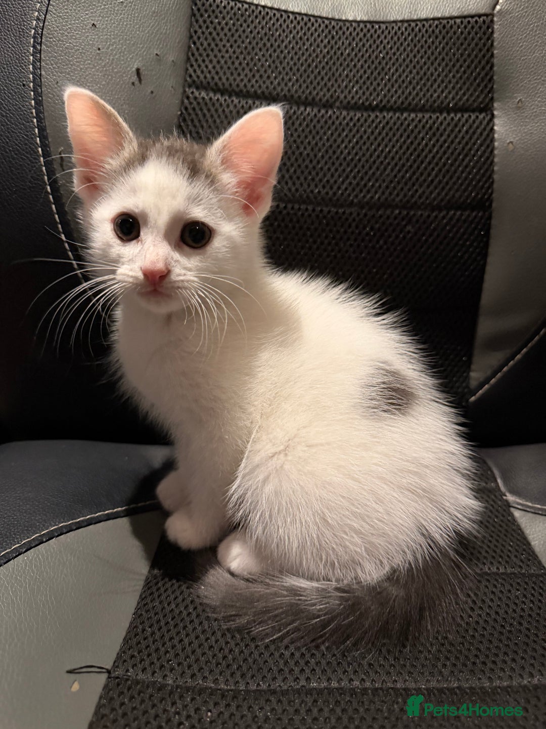 Mixed Breed cats for sale: Kittens - Advert 5