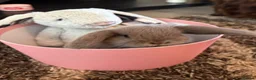 Mini Lop rabbits for sale: 5 gorgeous pure bred mini lop baby bunnies in Stourport-on-Severn - Advert 1