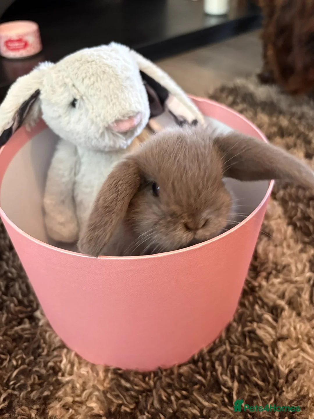 Mini Lop rabbits for sale: 5 gorgeous pure bred mini lop baby bunnies in Stourport-on-Severn - Advert 1