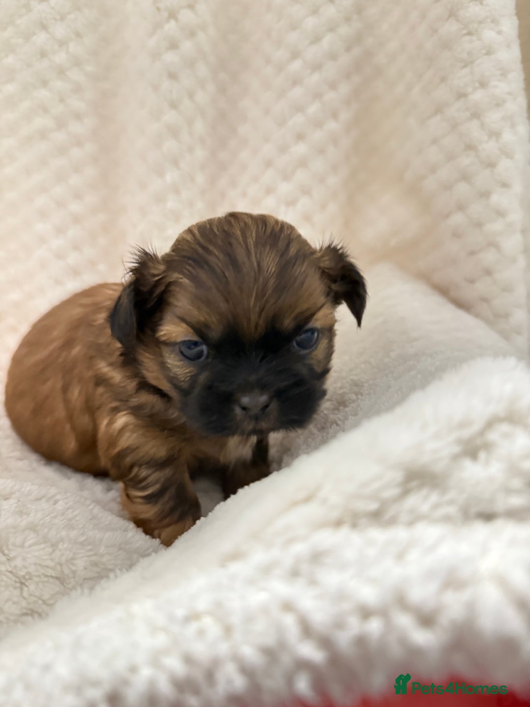 Shih Tzu dogs for sale: Shih tzu puppies  - Advert 7