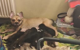Mixed Breed dogs for sale: Frenchie x Sprocker pups - Image 1
