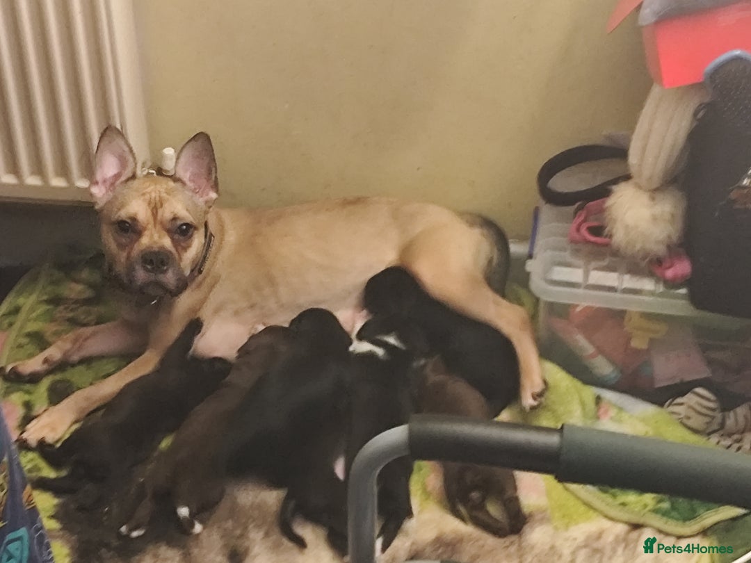 Mixed Breed dogs for sale: Frenchie x Sprocker pups - Image 1