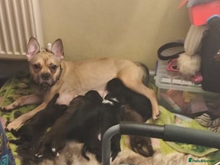 Mixed Breed dogs - Advert 18