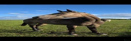 American Quarter horses for sale: Partbred american quarter horse in Glasgow - Advert 4