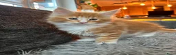 Maine Coon cats for sale: Adorable Maine coon kittens  - Advert 7
