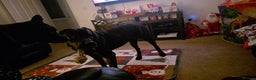 Mixed Breed dogs for sale: Cane Corso x presa canario  - Advert 3