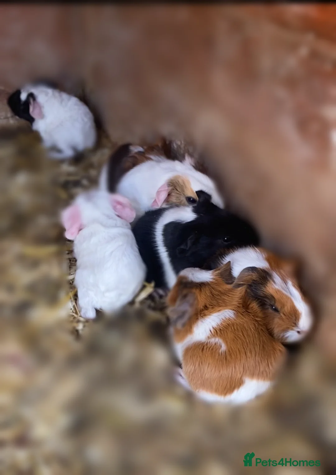 Guinea Pig rodents for sale: Beautiful Baby Guineapigs  - Advert 2