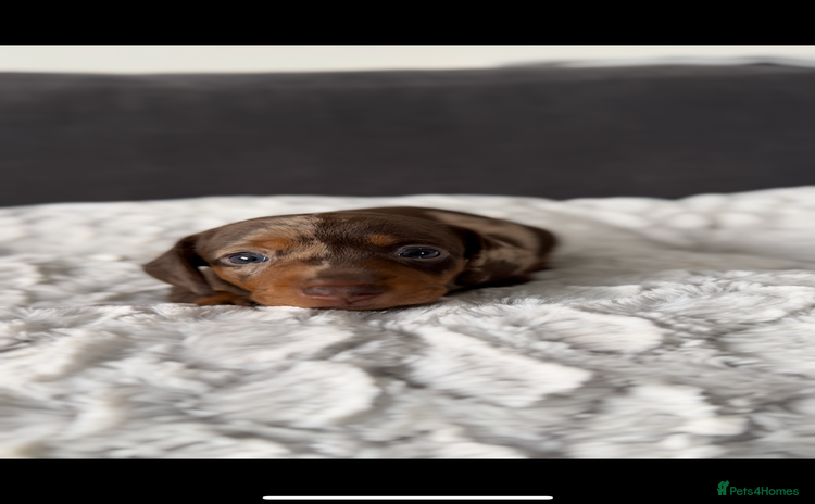 Miniature Dachshund dogs - Advert 4