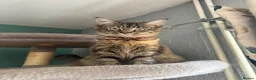 Mixed Breed cats for sale: Azura  - Advert 2
